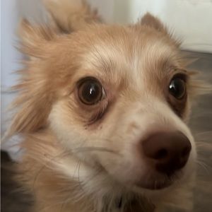 Meet your Posher, Leafy